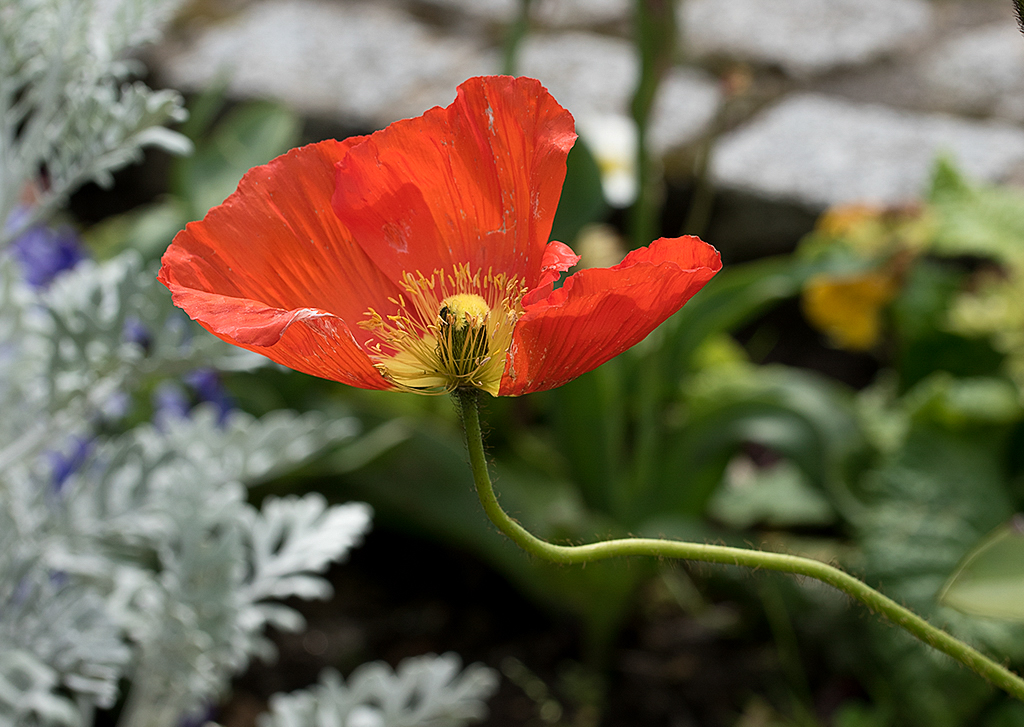Normandie 05 - 2016_KA79335-1 Kopie.jpg - Aber ringsherum gab es ja auch noch die schöne Natur